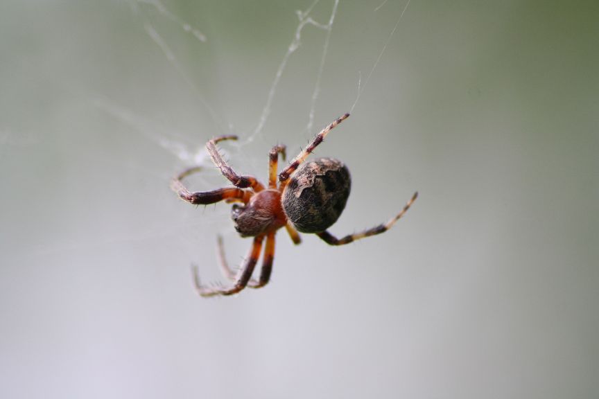 Araneus diadematus; Larinioides sp.